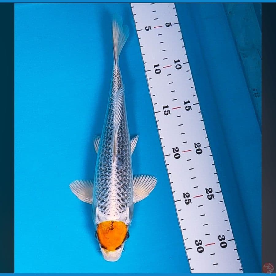 tancho kujaku 25cm male