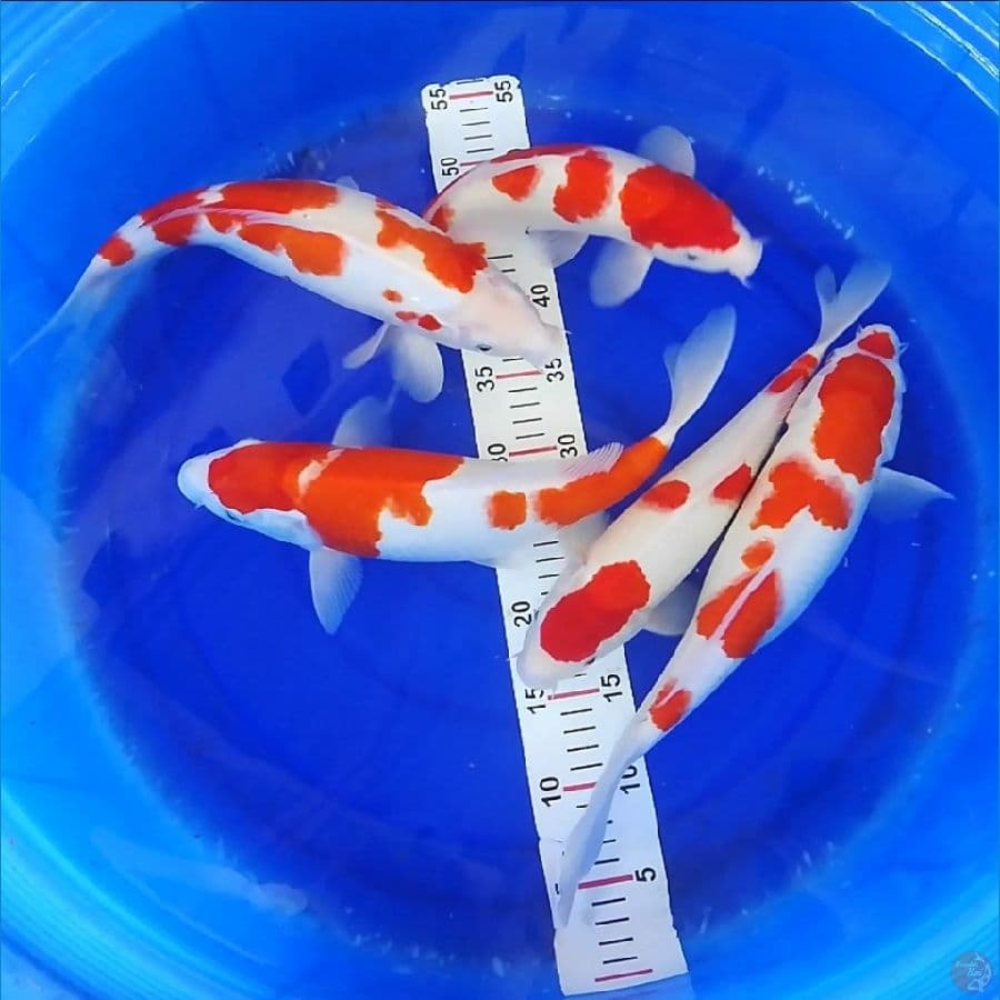 kohaku