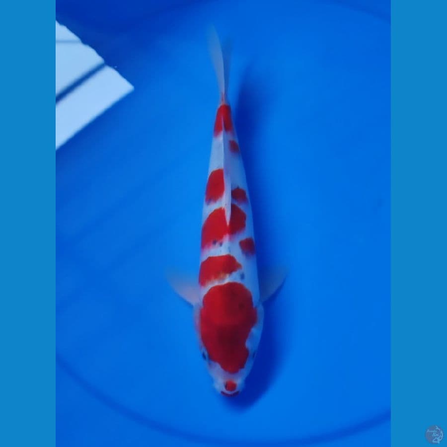 red gosiki