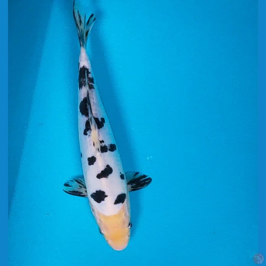 dalmation jos 24cm male