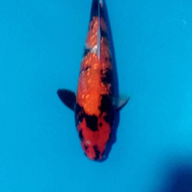Showa ginrin bling bling 27 cm
