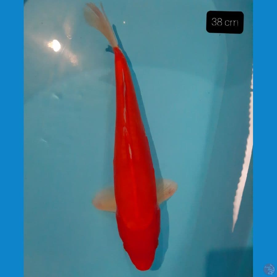 benigoi doit 38 cm