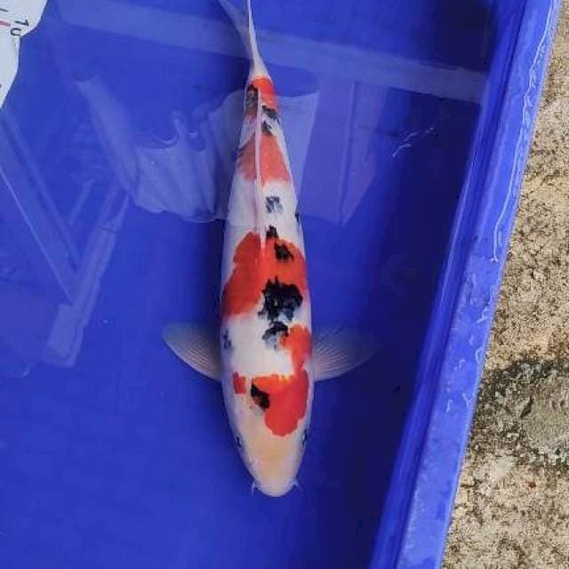 Sanke 33cm