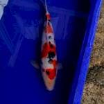 Sanke 33cm 