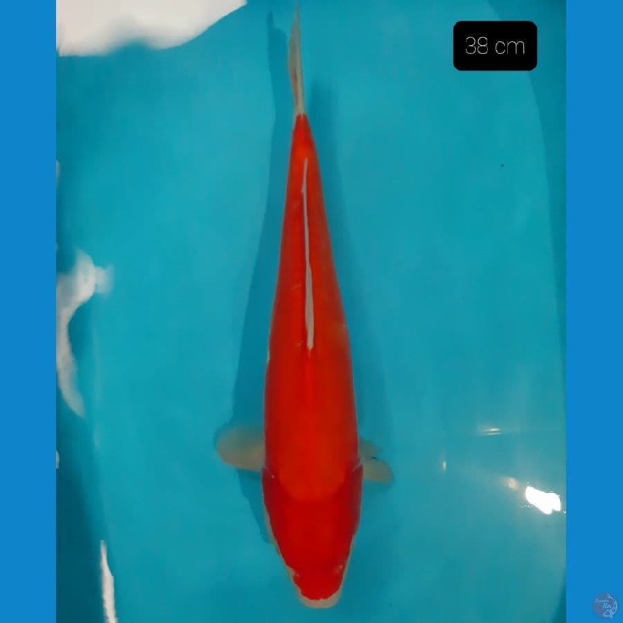benigoi doit 38 cm