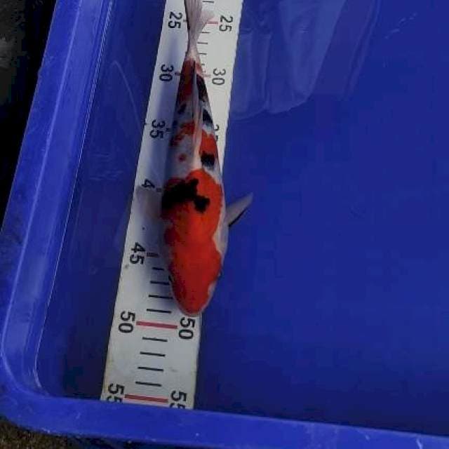 Sanke 25cm