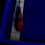 Sanke 25cm