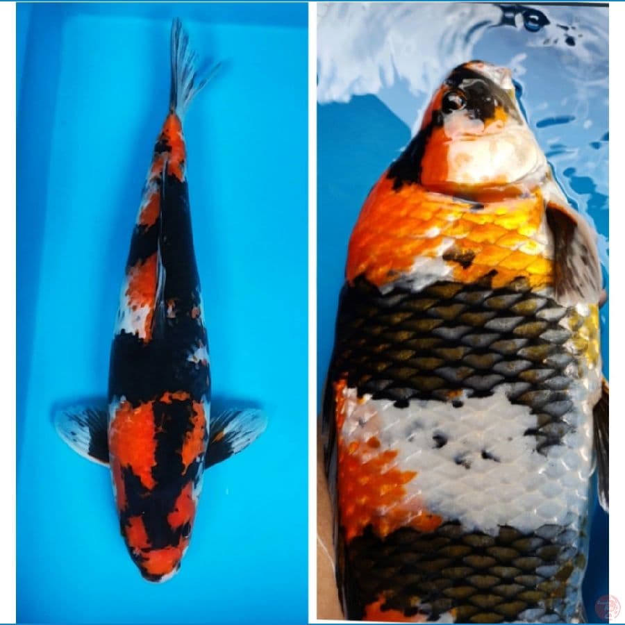 showa strong 45cm male jumbo