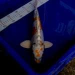 Kiko 36cm