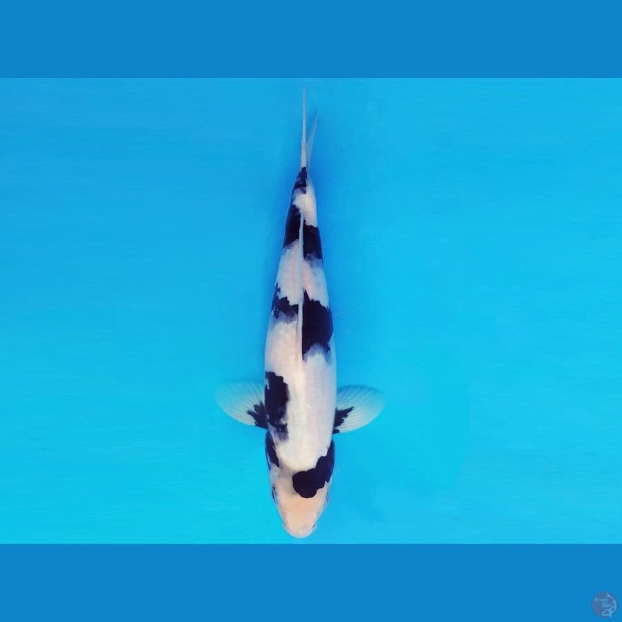 TENJIN 1 ~ SHIRO SPC 27 cm/male ™