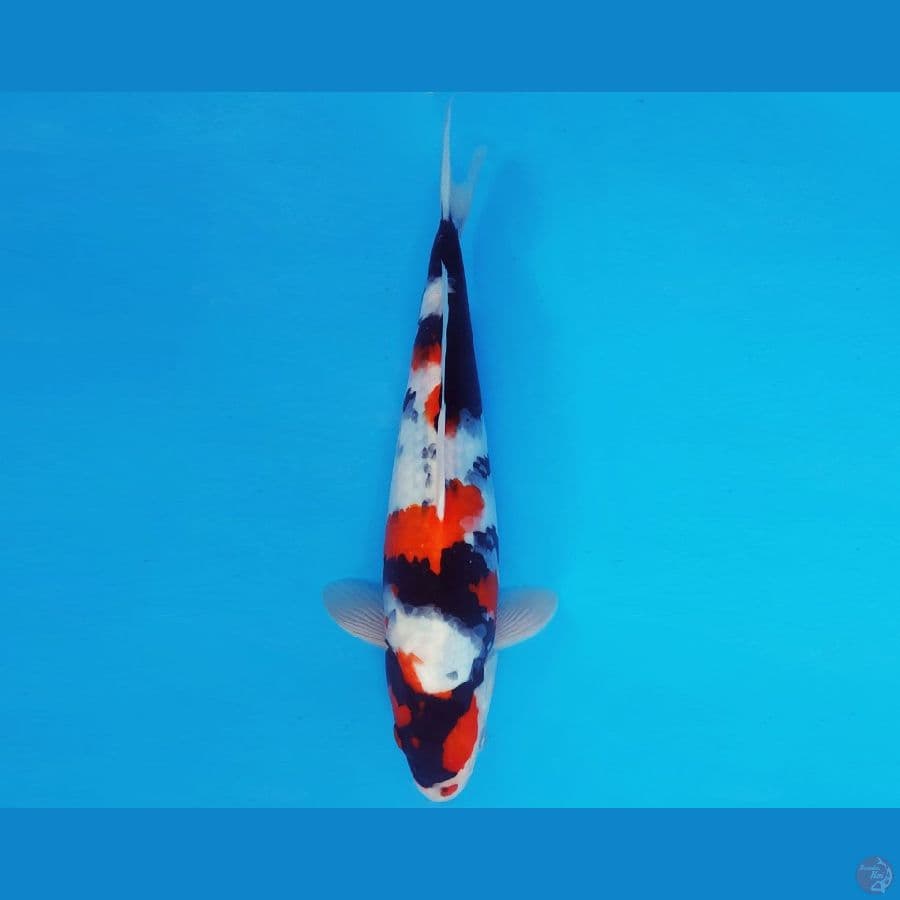 TENJIN 3 ~ SHOWA EVOLUTION 30 cm/male ™