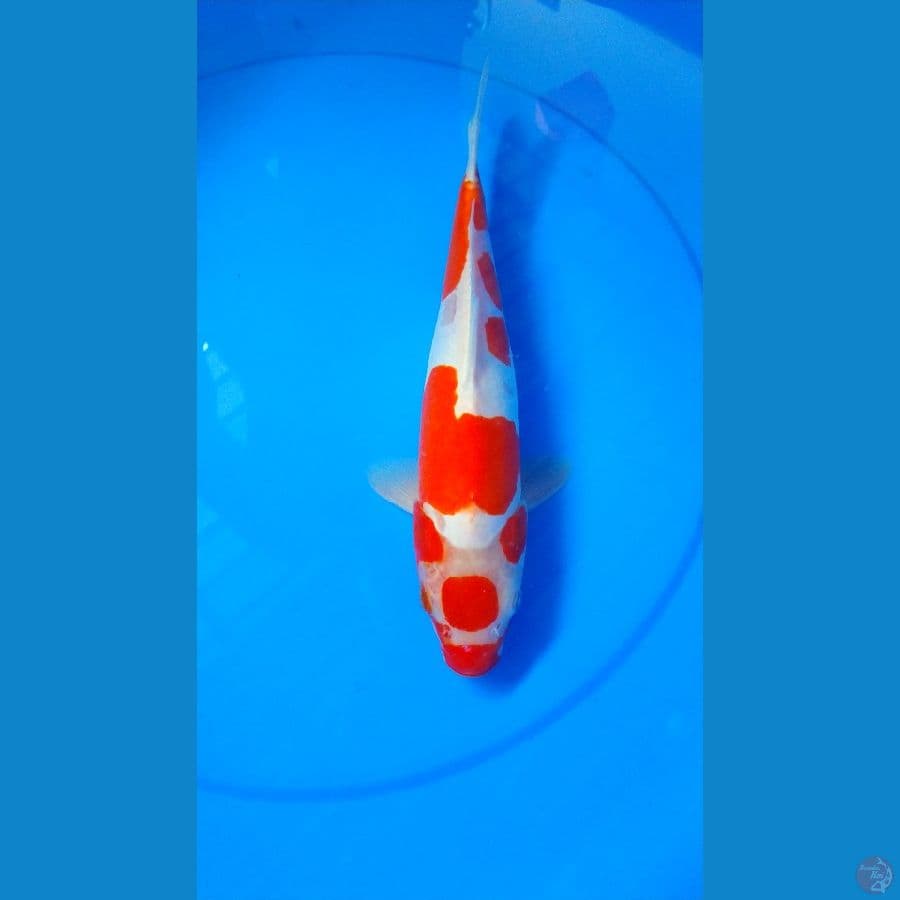 maruten kohaku doitsu 31cm female