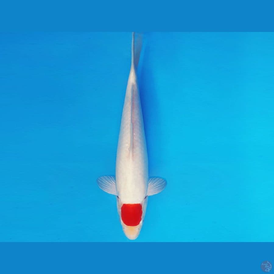 TENJIN 4 ~ TANCHO 30 cm/male ™