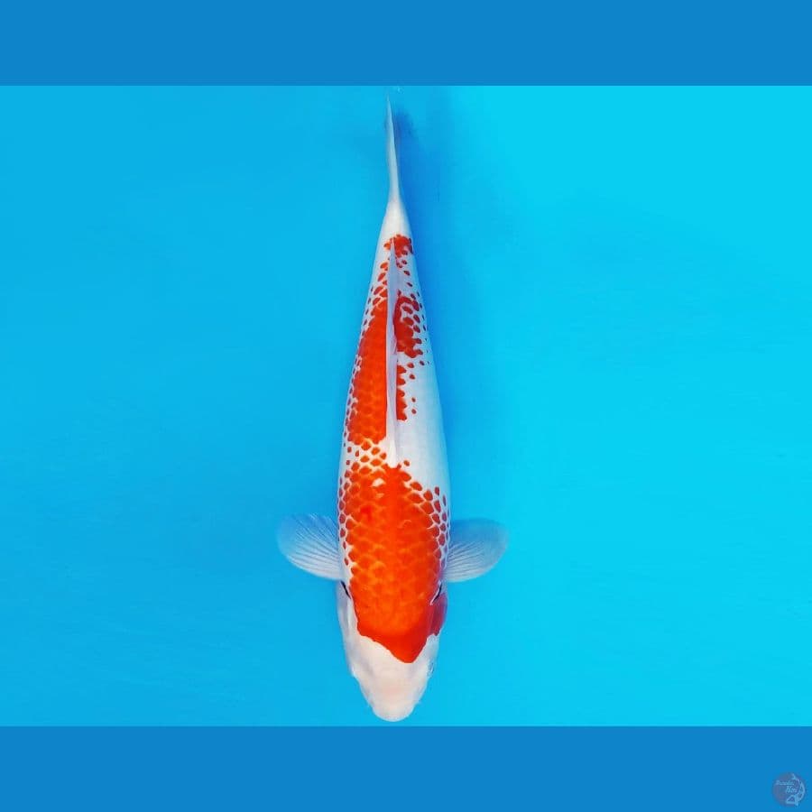 TENJIN 5 ~ KANOKO KOHAKU 41 cm/fm ™