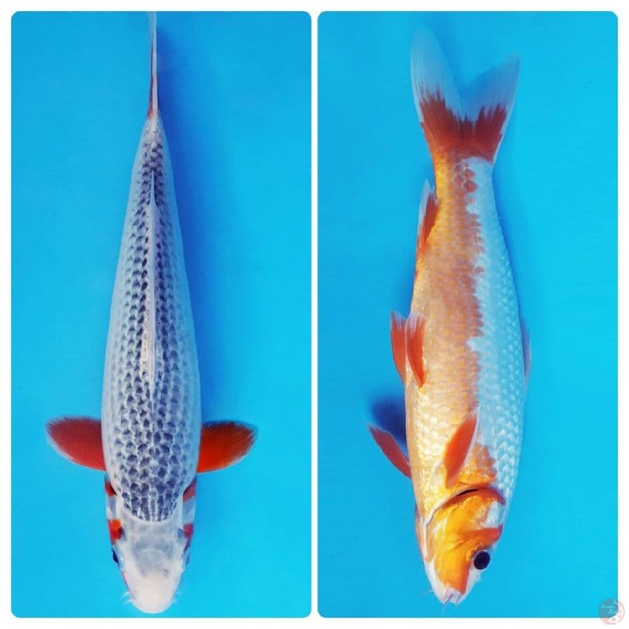 TENJIN 6 ~ ASAGI 28 cm/male ™