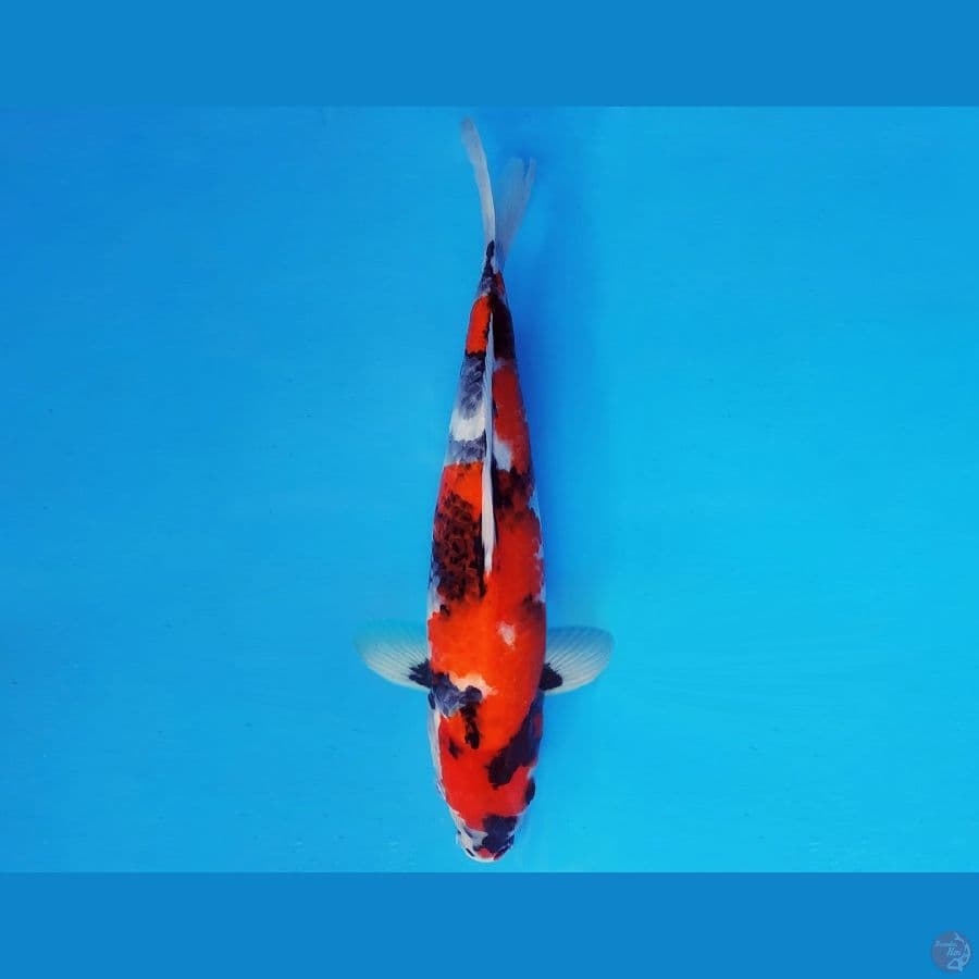 TENJIN 8 ~ SHOWA EVOLUTION 34 cm/male ™