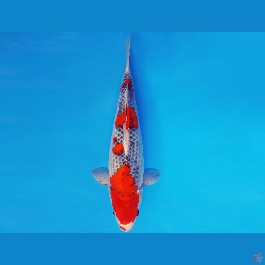 TENJIN 10 ~ GOSHIKI 37 cm/fm ™