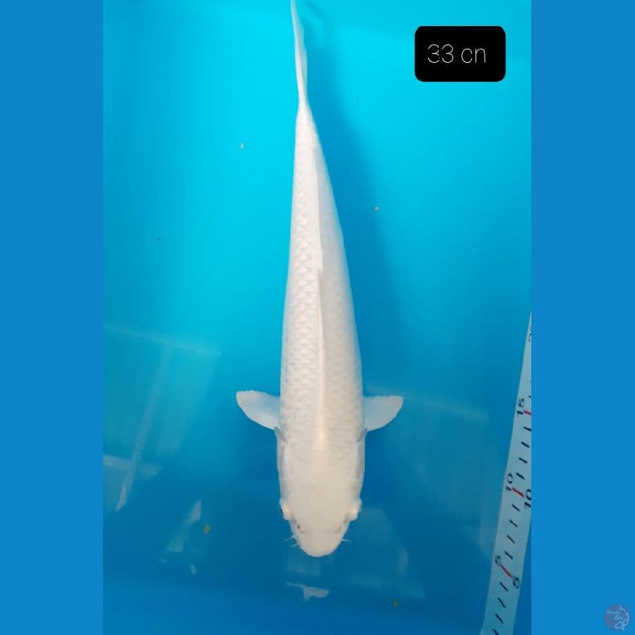 Platinum 33 cm