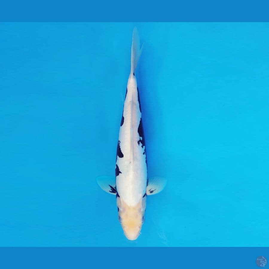 TENJIN 13 ~ KUMONRYU 24 cm/fm ™