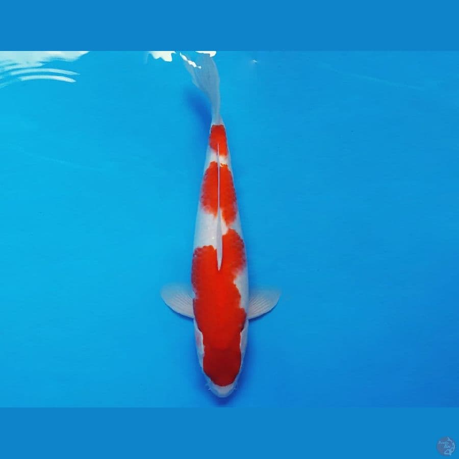 TENJIN 16 ~ KOHAKU 32 cm/fm ™