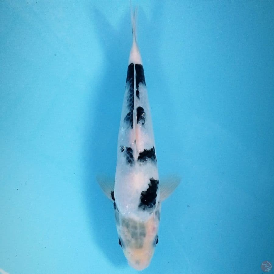 shiro, 23 cm