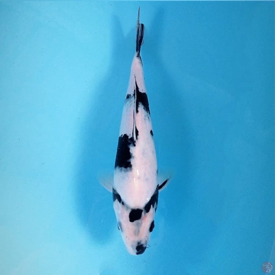 shiro 'punuk', 25 cm