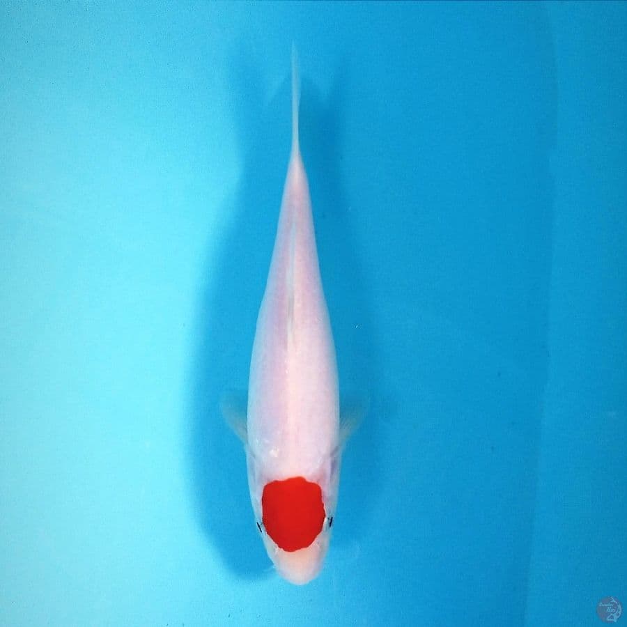 tancho kohaku, 23 cm