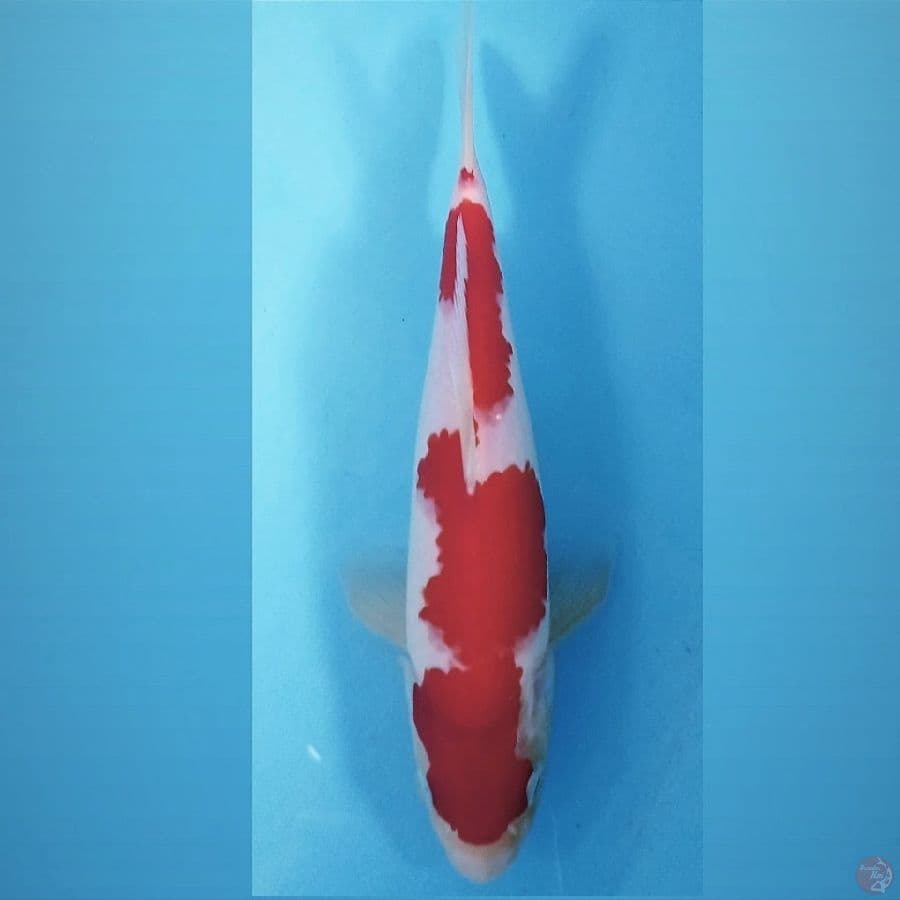 kohaku inazuma, 25 cm