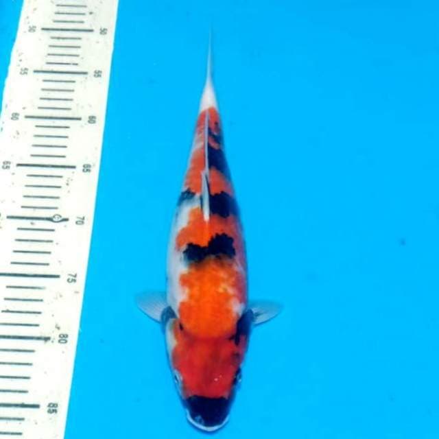 Showa 35cm