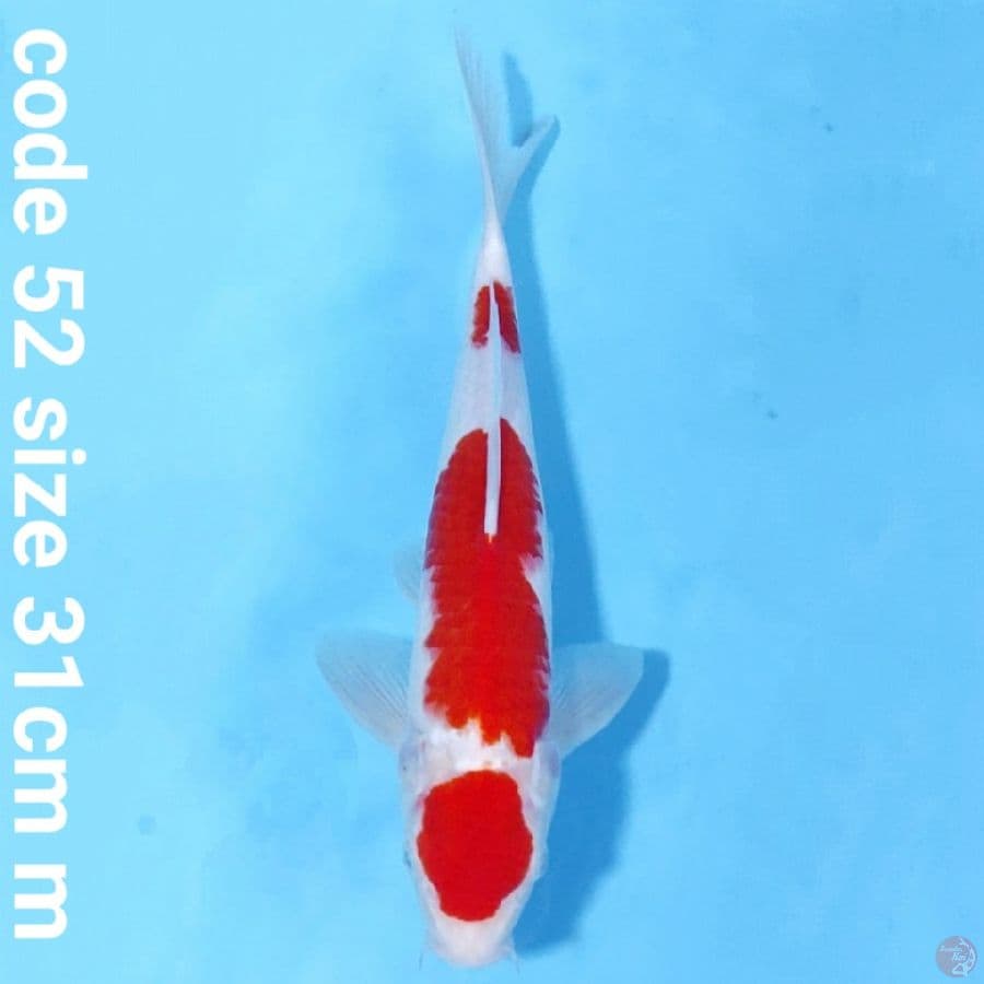Maruten kohaku joss