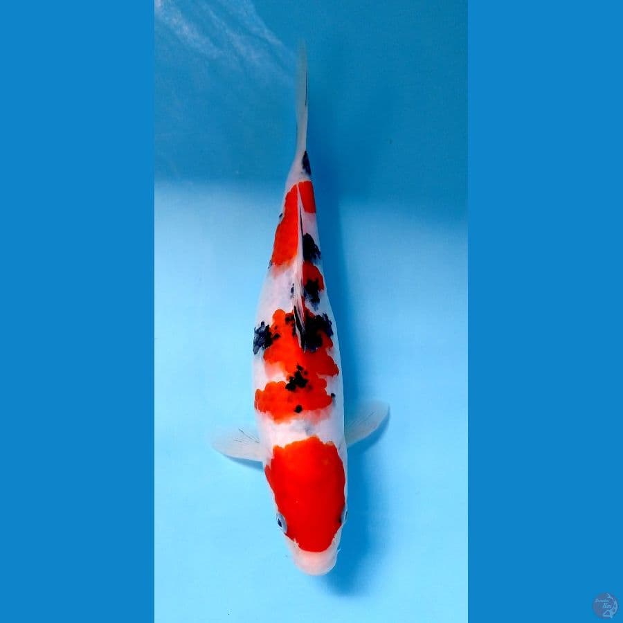 sanke 28cm