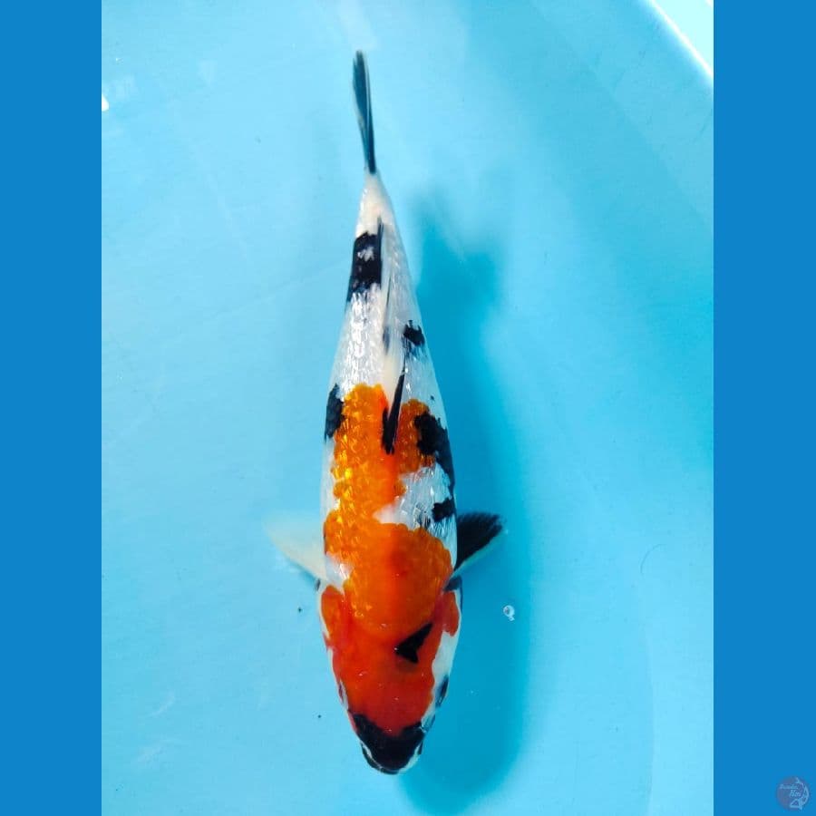 hq showa full ginrin 26cm