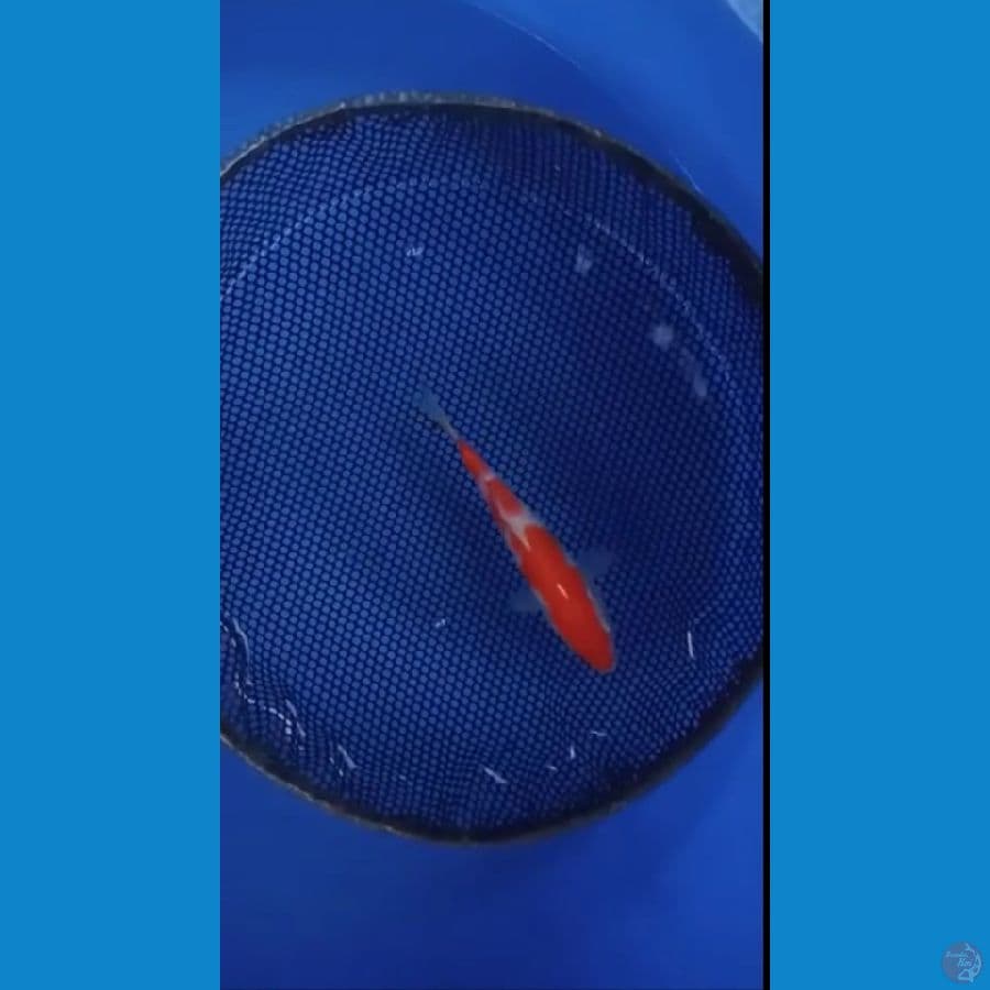 kohaku 3 step 20 bu