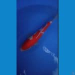 kohaku merah strong 30 bu