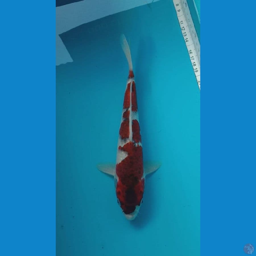 goromo 26cm