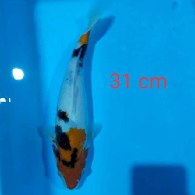 Showa tategoi 31 cm