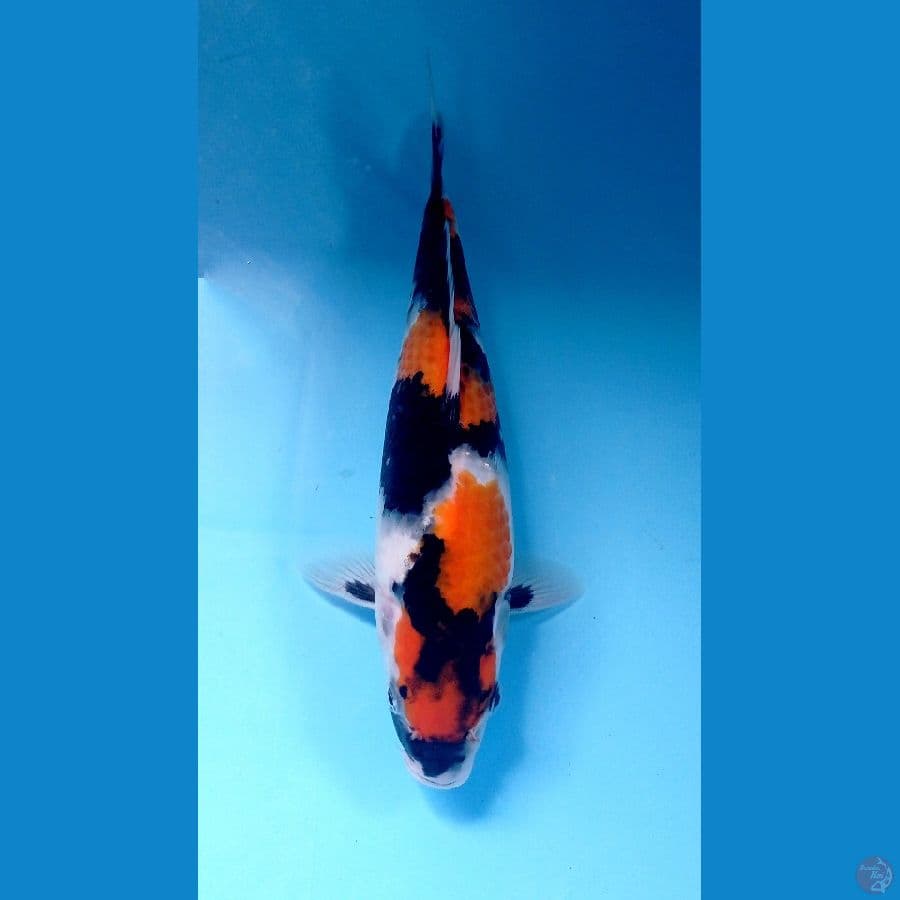 showa 26cm