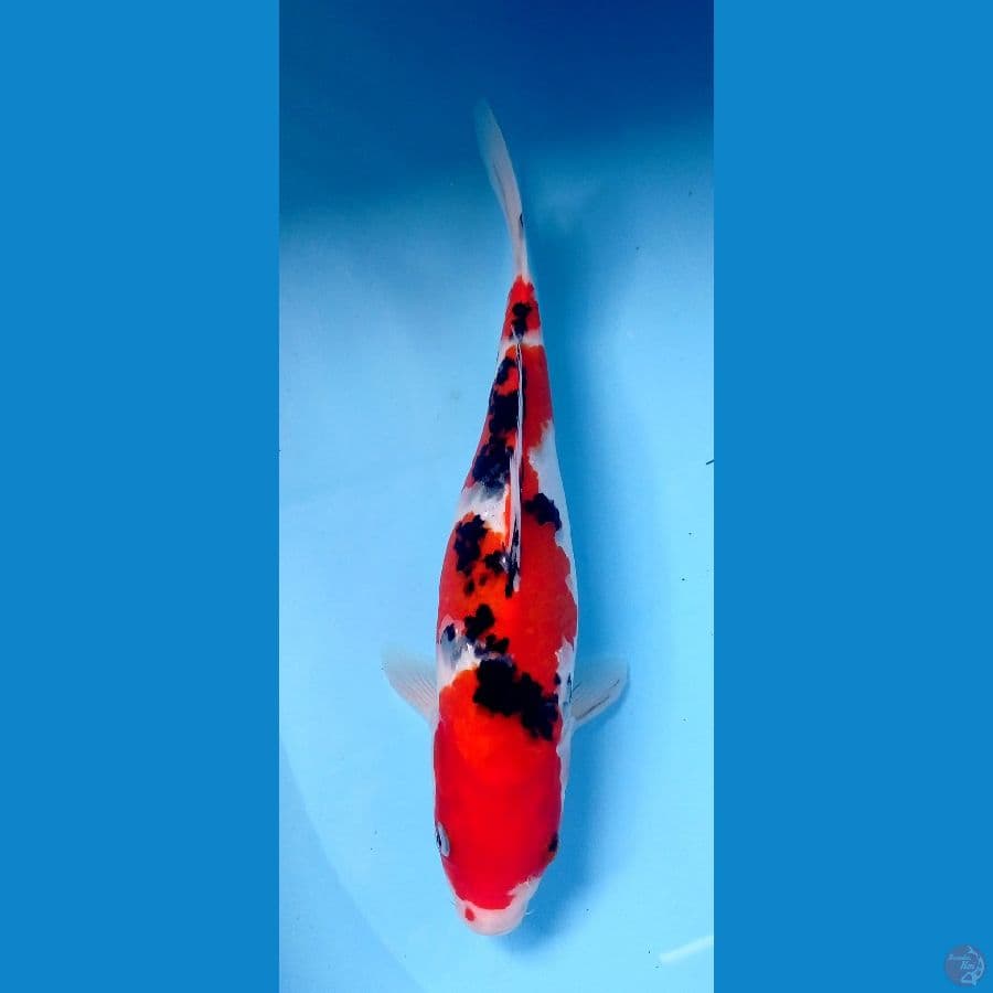 sanke 29cm