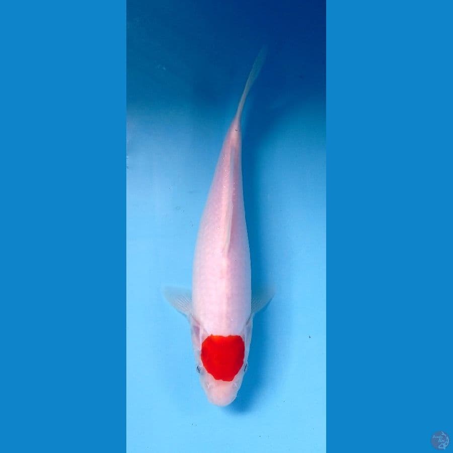 tancho 27cm
