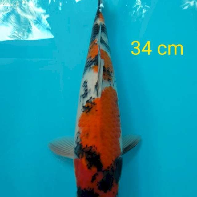Showa sanshoku 34 cm