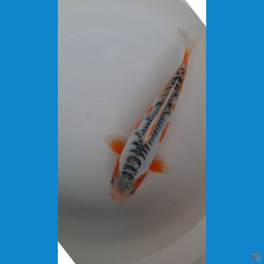 shusui 23cm
