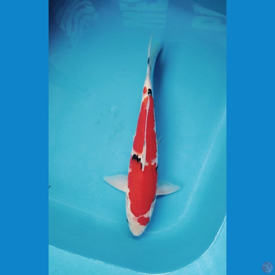 shanke strong 27cm