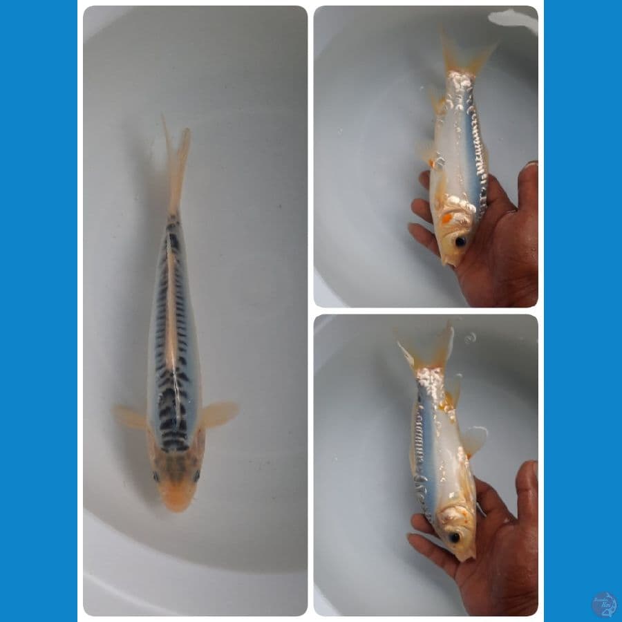 shusui 23cm