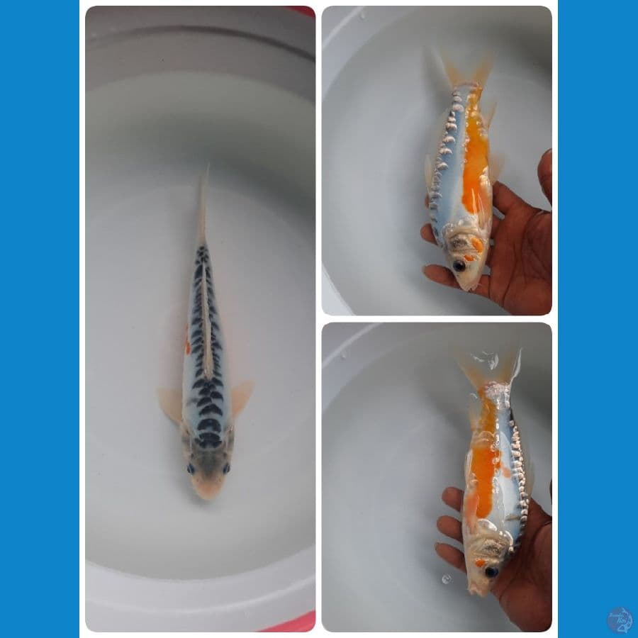 shusui 23cm 
