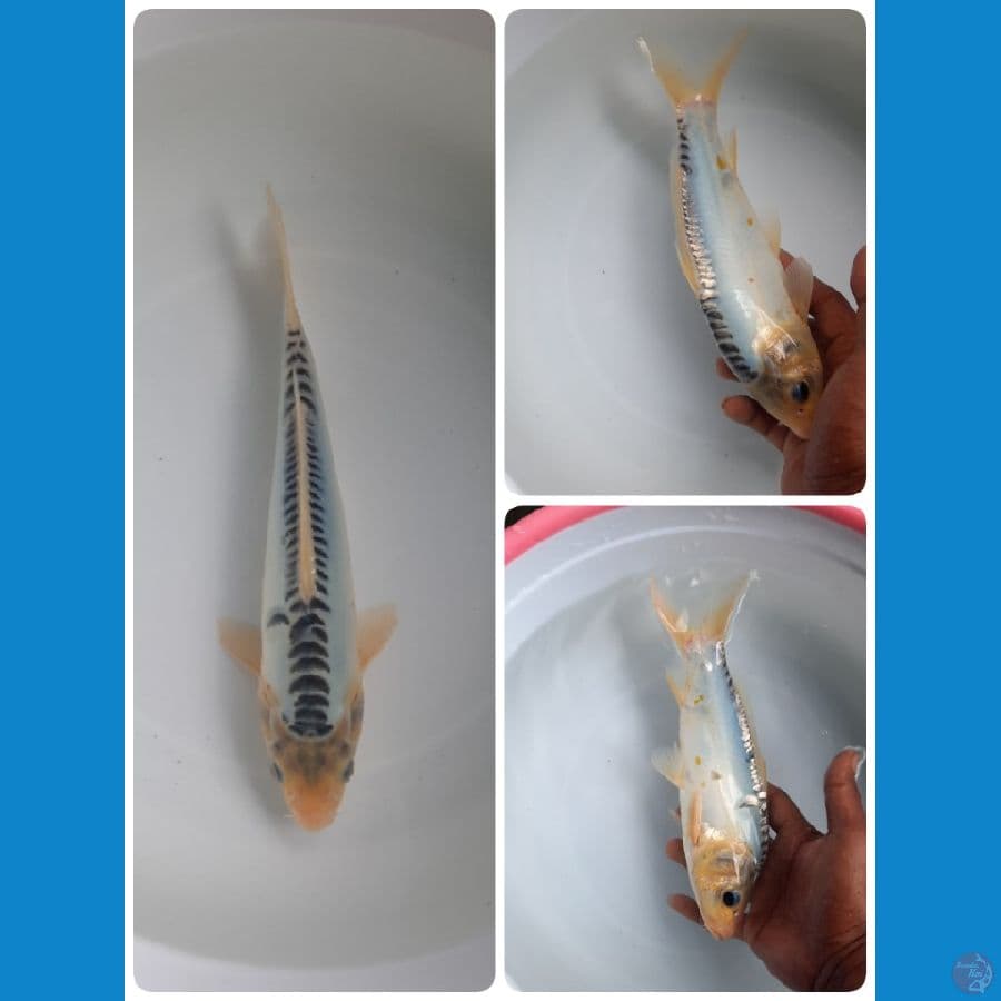 shusui 25cm 