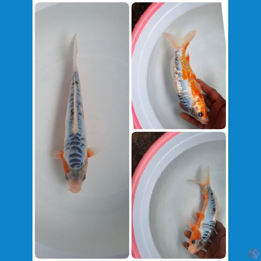 shusui 21cm