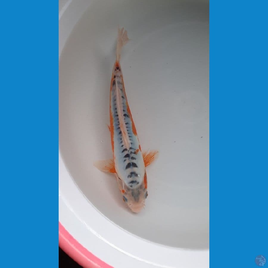 shusui 23cm 