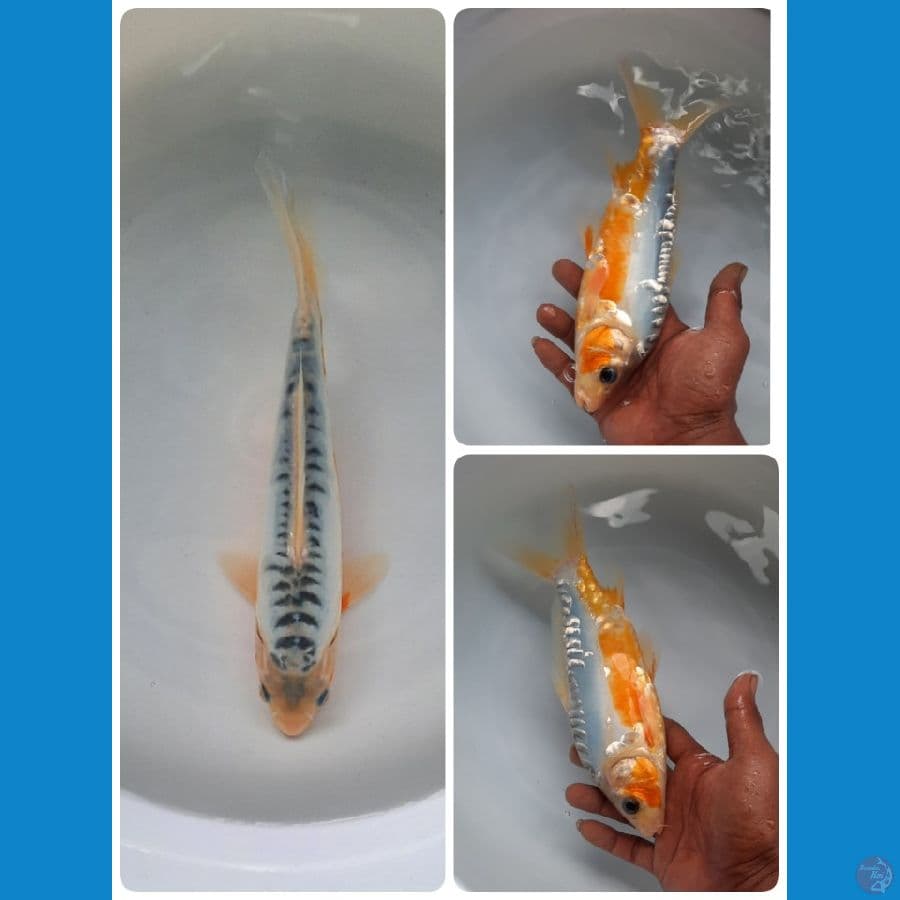 shusui 25cm 