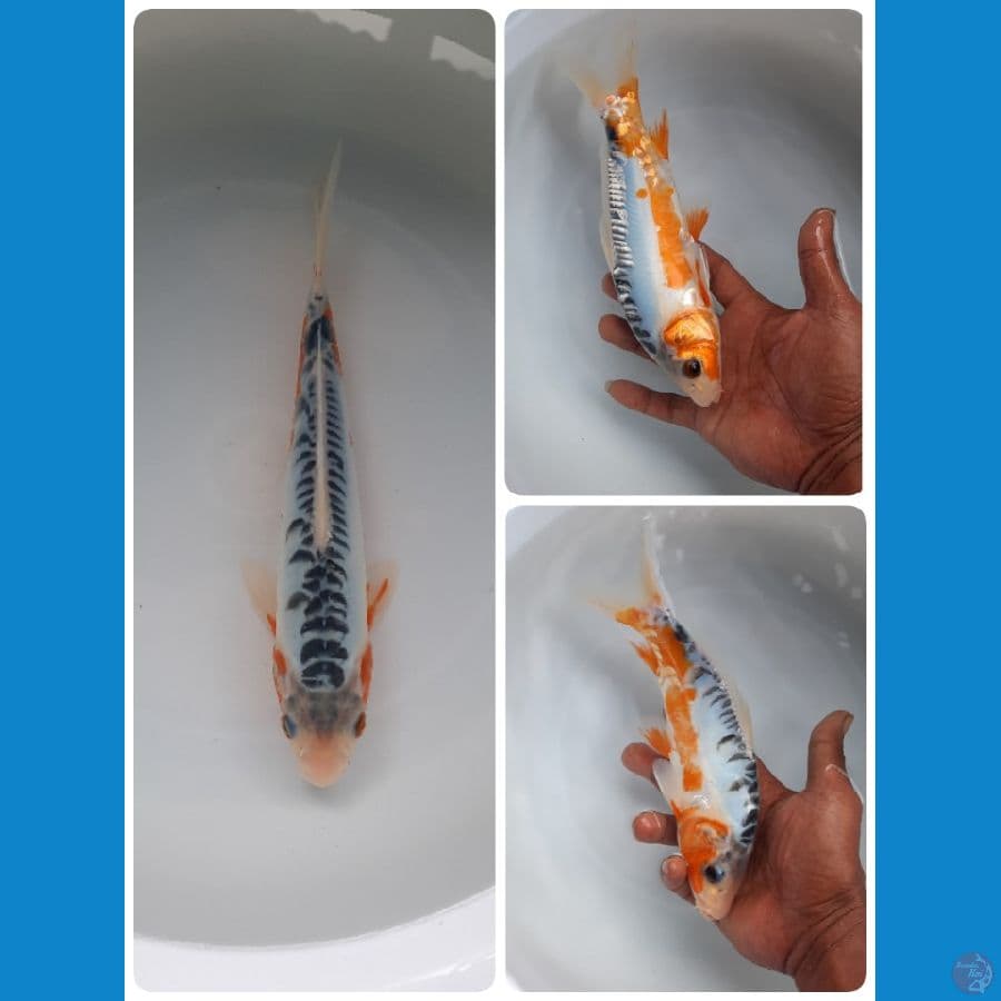 shusui 23cm 