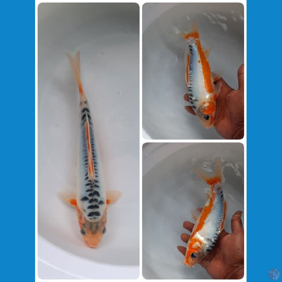 shusui 24cm